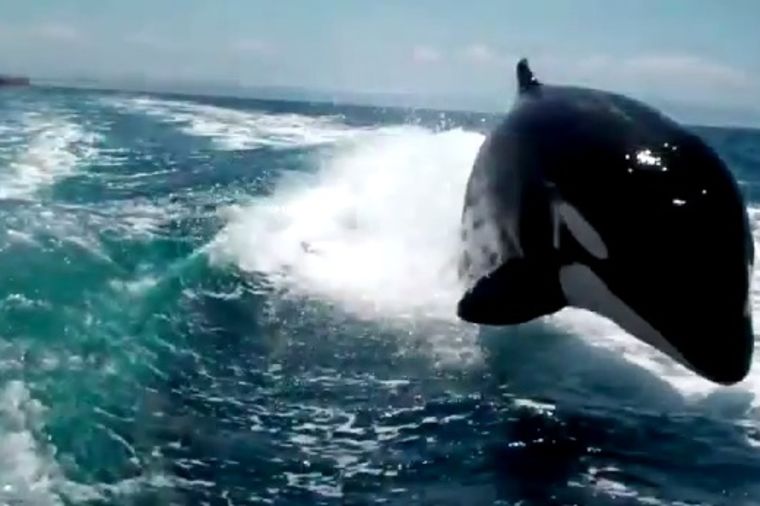 Fantastično ili zaprepašćujuće: Kako izgleda kada vas jure kitovi ubice (VIDEO)