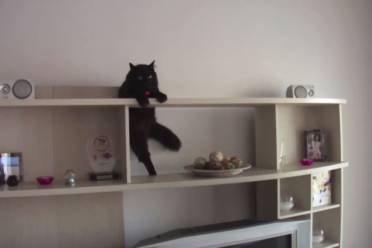 Kakav Tom Kruz: Ova mačka može nemoguće! (VIDEO)