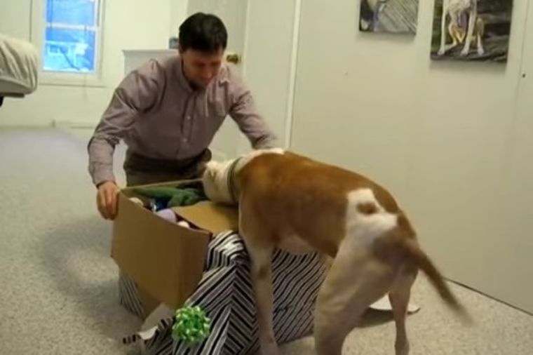 Pas pobedio zloćudnu bolest: Vlasnik mu priredio rođendansko iznenađenje za pamćenje! (VIDEO)