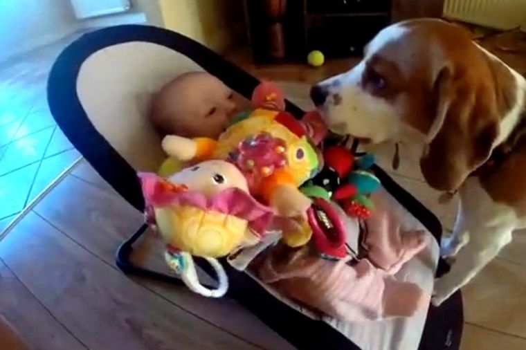 Da li je ovo najslađe izvinjenje na svetu: Pas bebi ukrao igračku, pa se pokajao! (VIDEO)