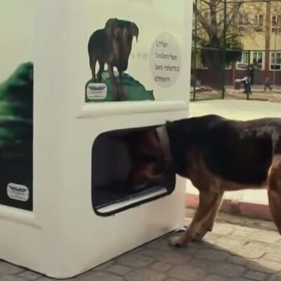 Ovo treba celom svetu: Mašina koja recikliranjem hrani pse lutalice! (VIDEO)