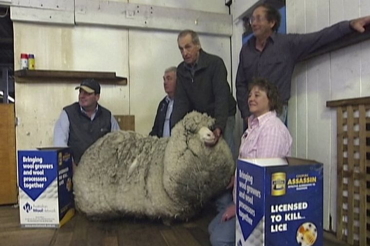 Pronađena ovca sa 20 kilograma vune: Ne zna se kako je preživela, jedva se kreće i ne vidi (FOTO)