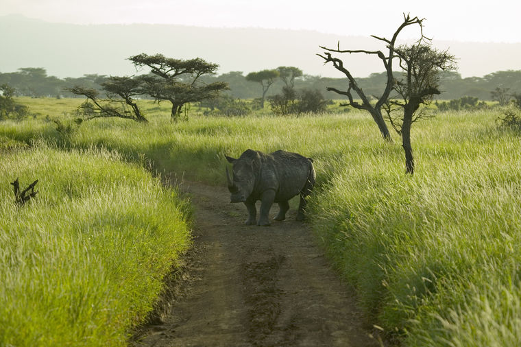 Tužno: Uginuo redak severni beli nosorog, na svetu je ostalo još samo 6 jedinki ove vrste