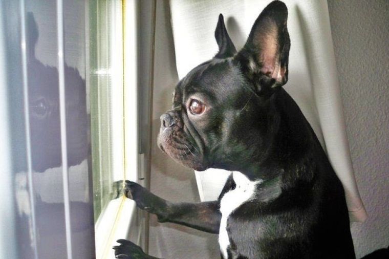 Najtužnija poruka za kraj 2016: Pas čeka svoju voljenu Keri Fišer da se vrati (FOTO)